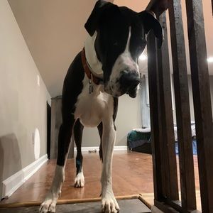 Meet your Posher, Jacob